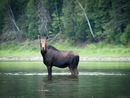 Moose in the Matapedia Valley