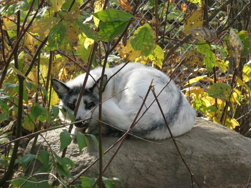 Pico - Biodiversity Center