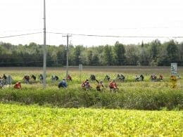 Randonnée à vélo dans la MRC de Lotbinière
