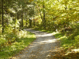 Dansereau – La Liseuse