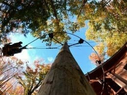 Parcours de VéloVolant dans les arbres