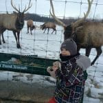 Visite hivernale à la vallée du Wapiti