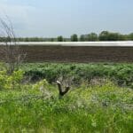Vue sur un champs agricole au printemps sur la piste cyclable le sentier du Paysan