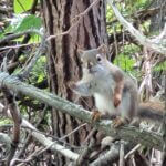 Écureuil sur une branche dans un sentier du lac en Coeur