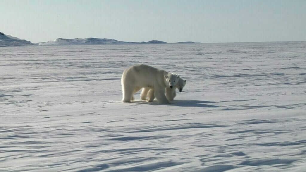 Ours polaires sur la côte de la baie d’Ungava