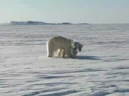 Ours polaires sur la côte de la baie d’Ungava
