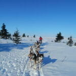 Traîneau à chiens près de Mont-Laurier dans le nord des Laurentides