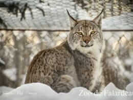 Lynx au zoo de Falardeau