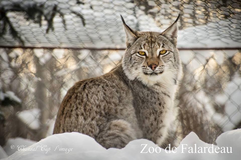 Lynx au zoo de Falardeau
