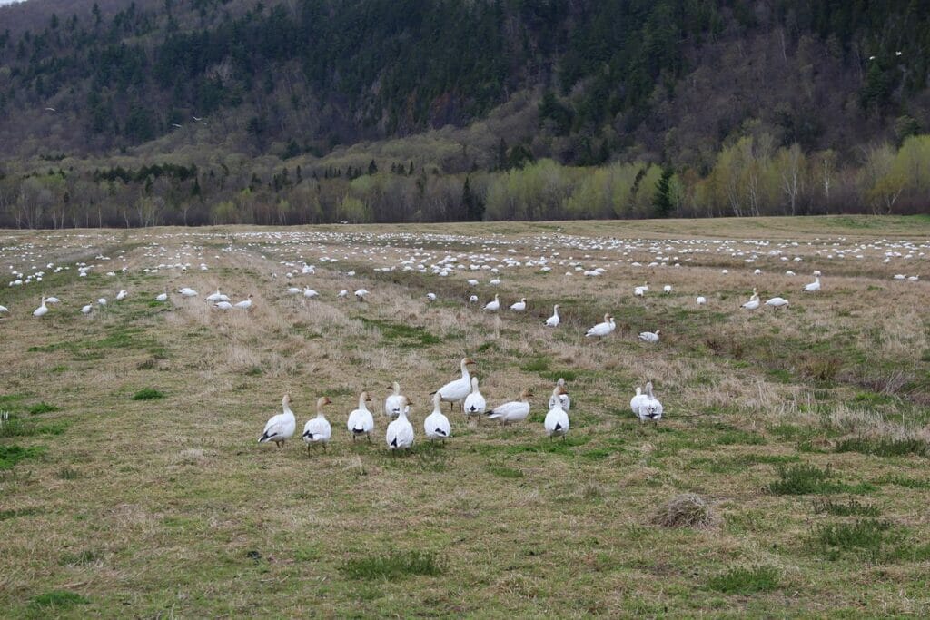 Oies blanches en migration dans la Réserve national de faune de Cap-Tourmente