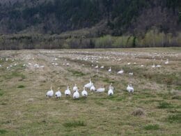 Oies blanches en migration dans la Réserve national de faune de Cap-Tourmente