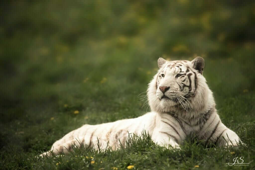 Tigre blanc au zoo de Falardeau