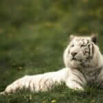 Tigre blanc au zoo de Falardeau