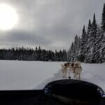 Randonnée en traîneau à chien - Motoneiges - Arctic Aventure