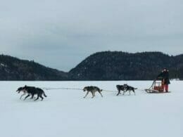 Traîneau à chiens à La Baie au Lac-St-Jean