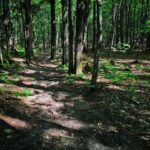 Au coeur d'une forêt mixte dans le parc de la Coulée à Prévost