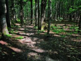 Au coeur d'une forêt mixte dans le parc de la Coulée à Prévost