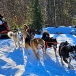 Traîneau à chien en hiver au Saguenay-Lac-Saint-Jean