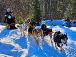Traîneau à chien en hiver au Saguenay-Lac-Saint-Jean
