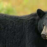 Ours noir dans son environnement naturel