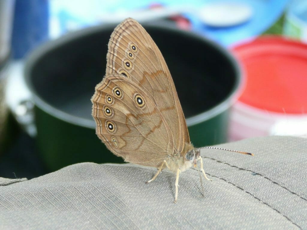 Papillon Satyre perlé observé sur une île du lac Saint-Pierre