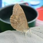 Papillon Satyre perlé observé sur une île du lac Saint-Pierre