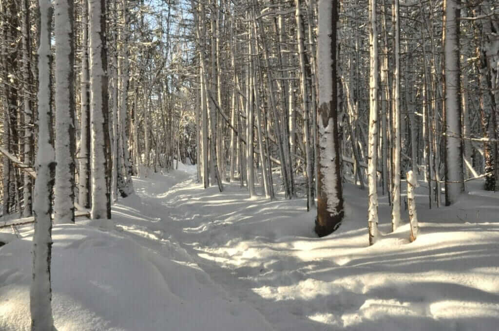 Sentier du boisé Saint-Gilles en hiver