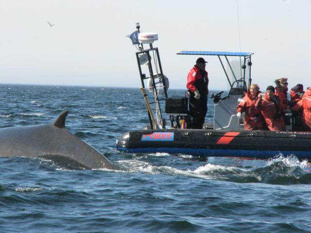 excursion baleines les bergeronnes