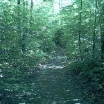 Sentier en forêt © Plein air à la Carte